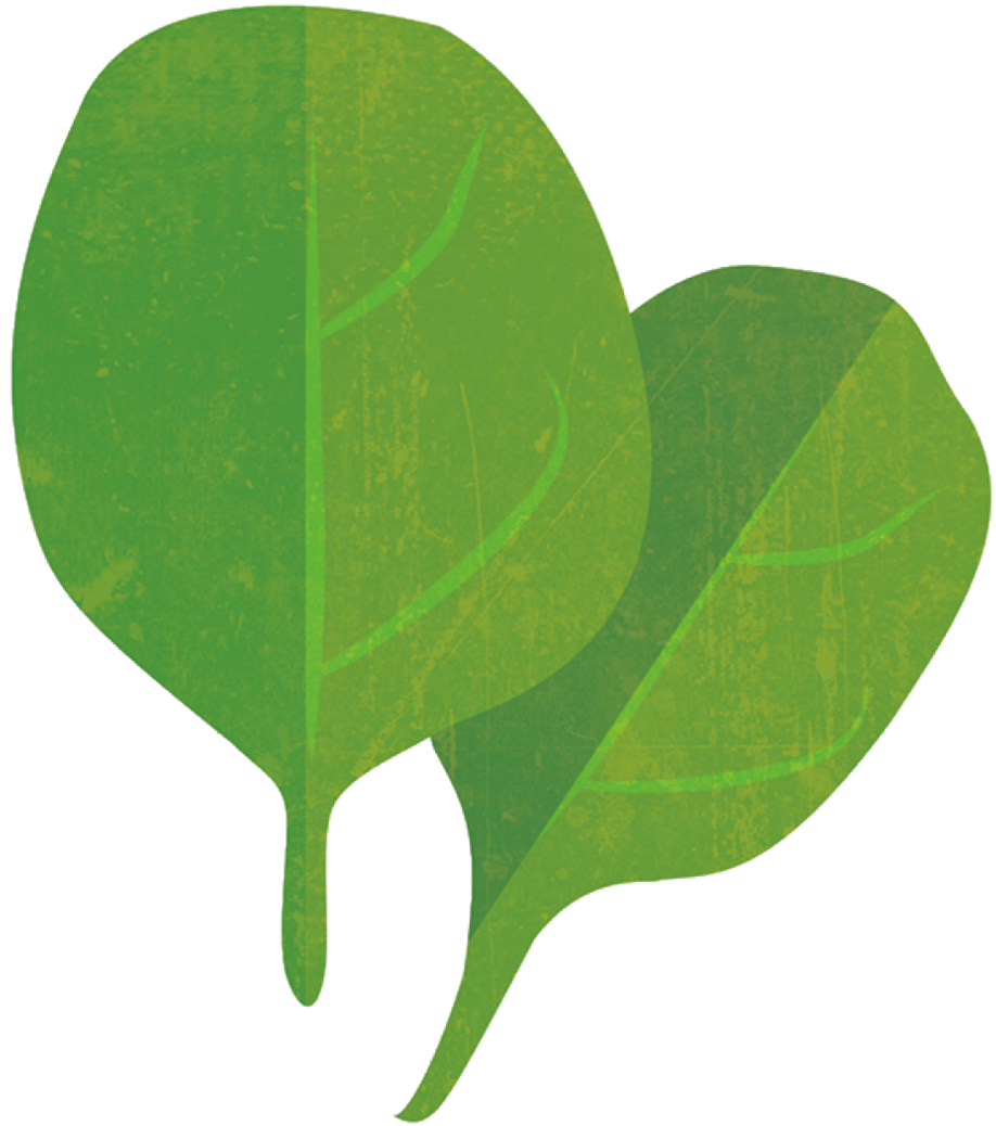 Spinach - Spinach (1000x1657)