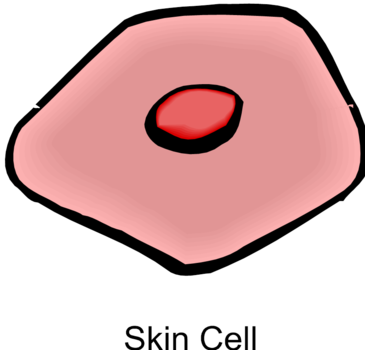 When Is Your Skins Circulation Important Kansas City - Skin Cell (365x350)