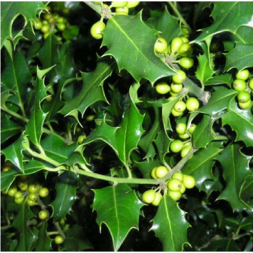 Common Holly Hedge Buxus Sempervirens Tree Quercus - Common Holly Hedge Buxus Sempervirens Tree Quercus (800x800)