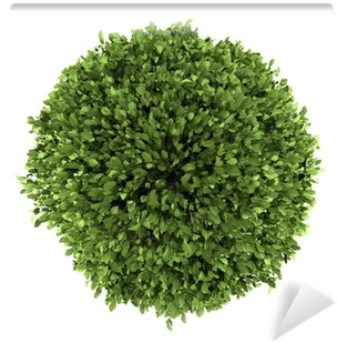 Top View Of Common Holly Bush Isolated On White Background - Bush Top View (400x400)