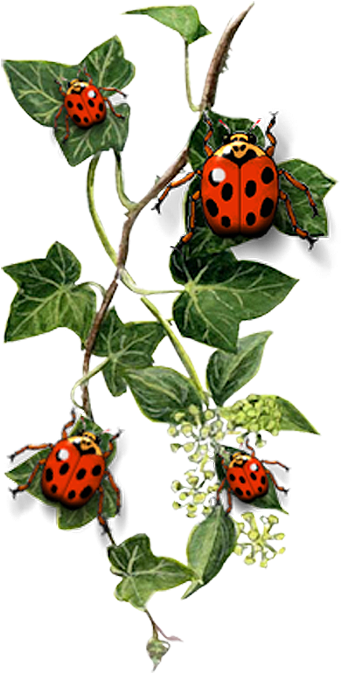 Common Ivy Tattoo Idea Landscape Design - Common Ivy Tattoo Idea Landscape Design (373x700)