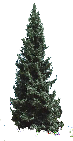 123k Autumn Tree256256 13 Oct 2014 - 3d Modeling (256x512)