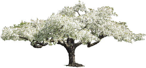 13 Oct 2014 - Transparent Flower Tree Png (512x256)
