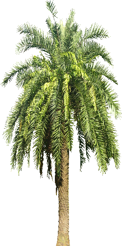 Date Palm Tree Png (256x512)