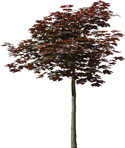 Gambel Oak (512x512)