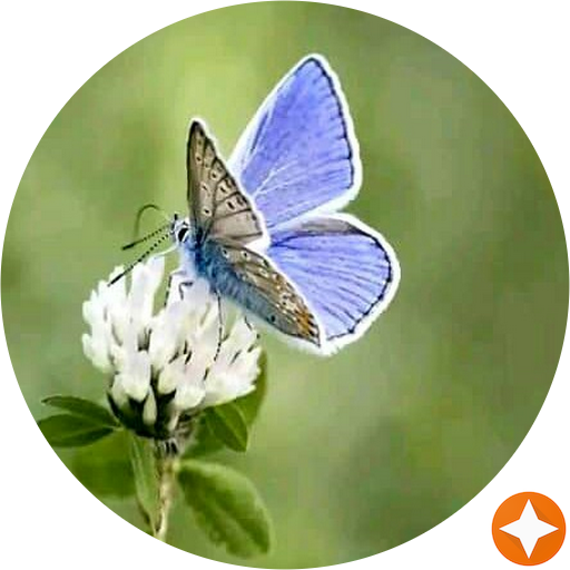Beautiful Flower Good Morning (512x512)