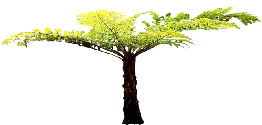 118k Pine Tree256512 13 Oct 2014 - 118k Pine Tree256512 13 Oct 2014 (512x256)