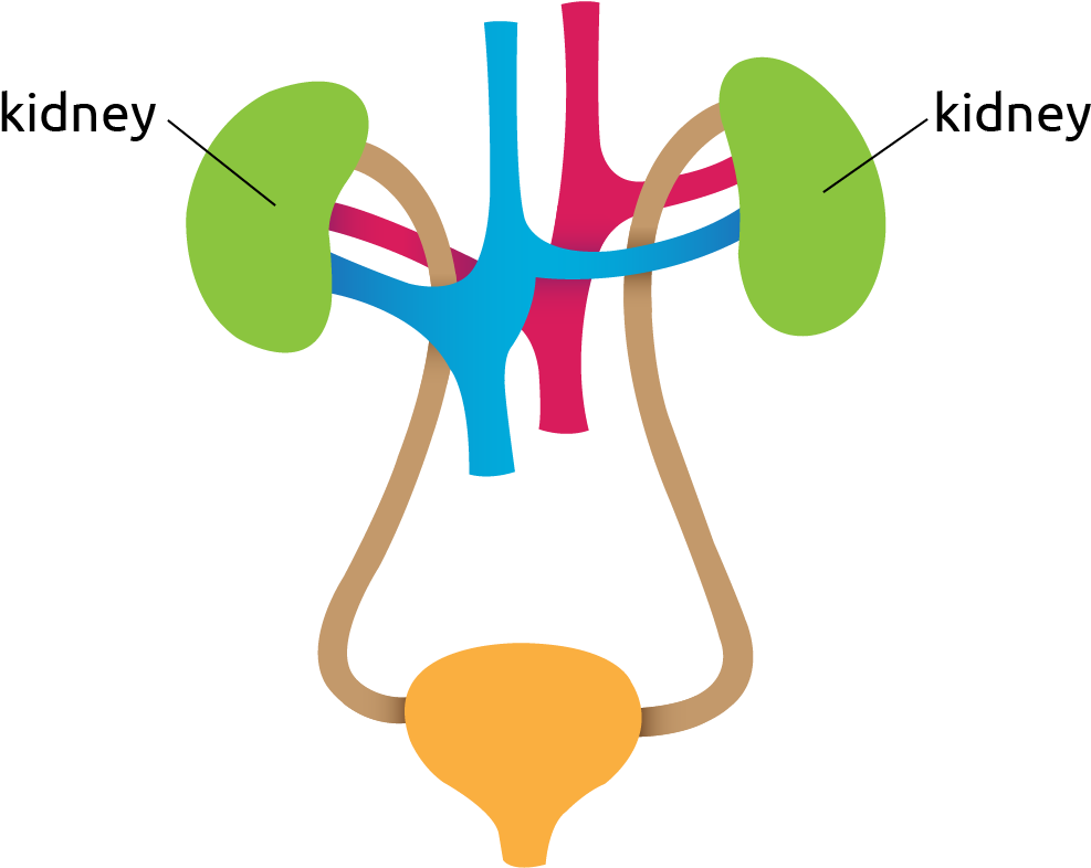 Diagram Of The Kidneys - Kidney Transplantation (1076x828)