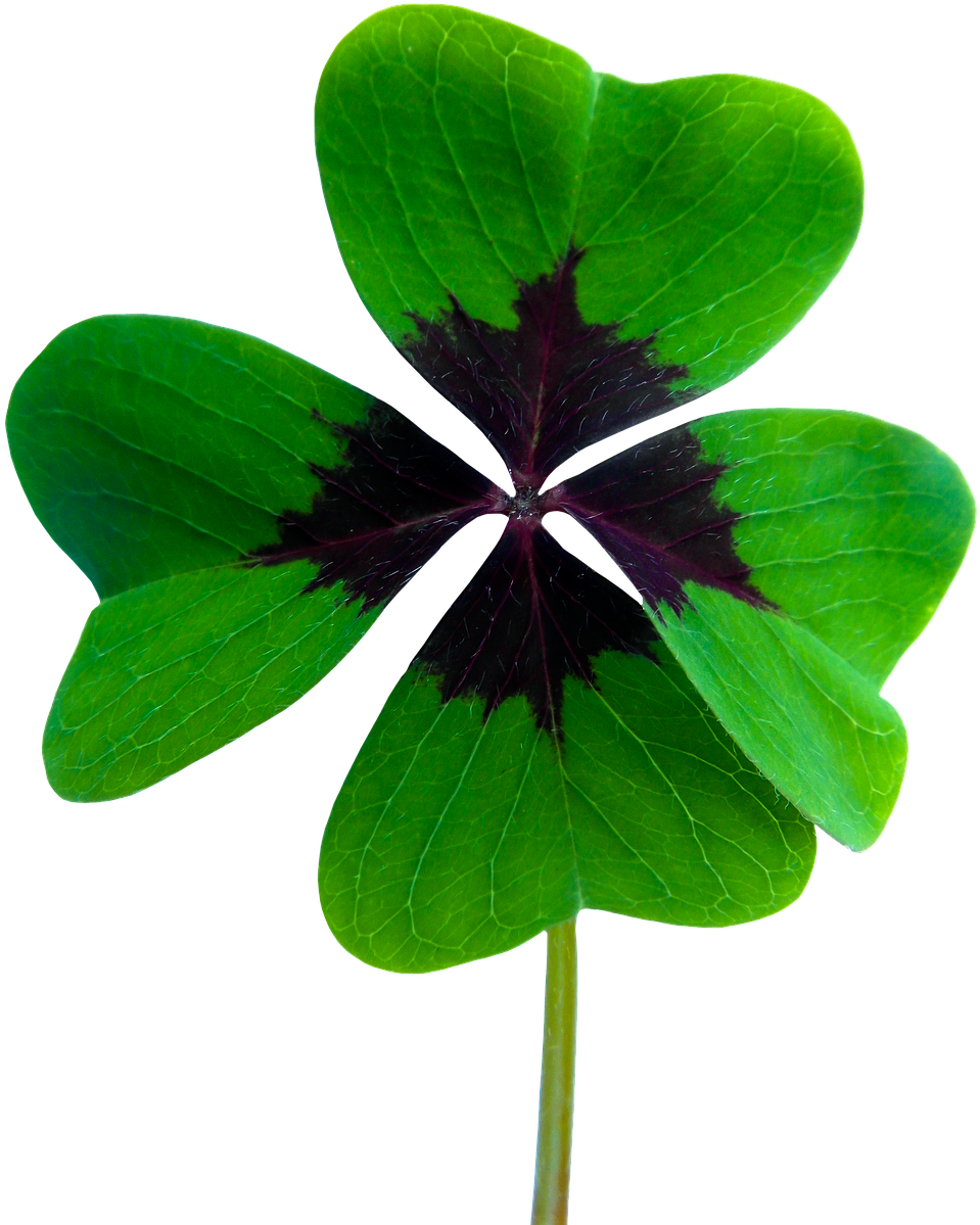 Luck Four Leaf Clover Png Image - Luck Four Leaf Clover Png Image (1165x1280)