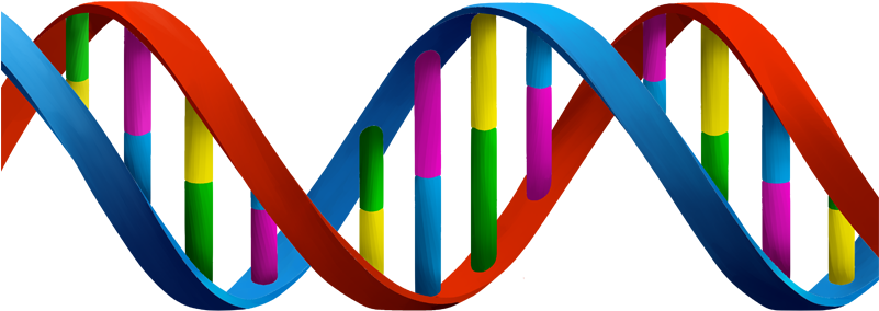 Including An Eight Year Old Girl, At Irwin Point In - Nucleic Acid Clipart (800x328)