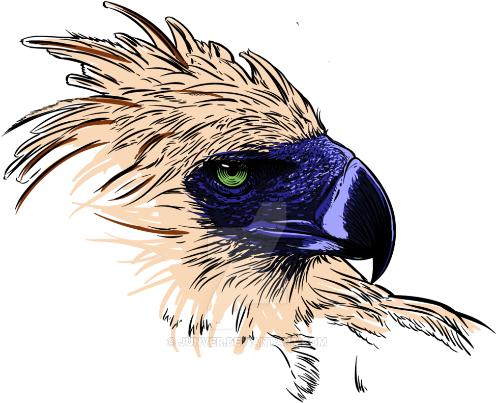Phillipine Eagle Clipart Philippine Eagle Drawing - Philippine Eagle Free Vector (1024x1230)