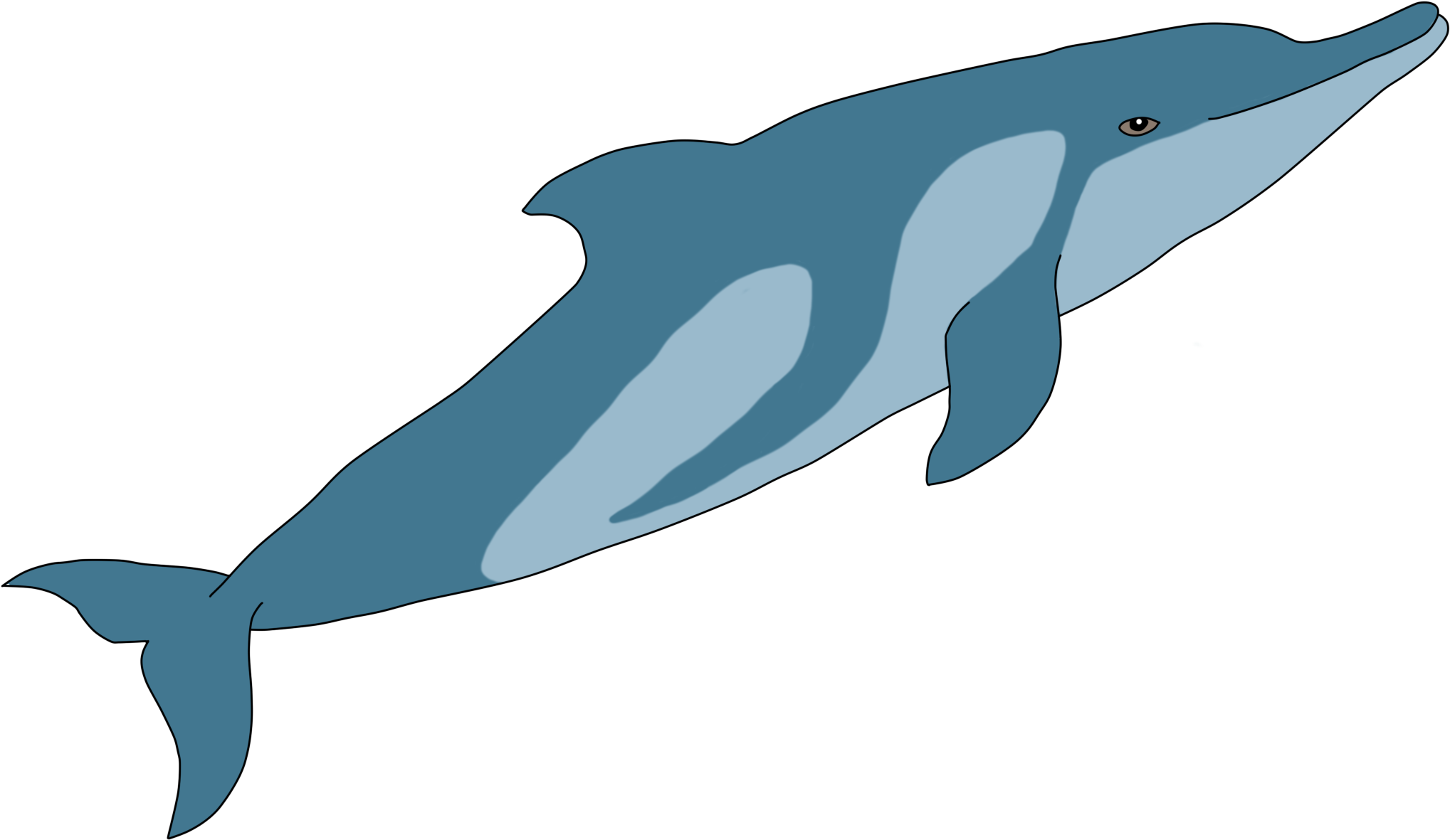 Old Drawing Of A Tucuxi - Whale (2100x1255)