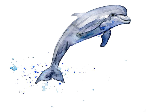 Drawing Dolphin Watercolor Painting Clip Art - Drawing Dolphin Watercolor Painting Clip Art (564x480)