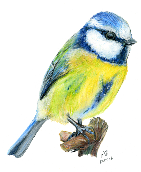 Blue Tit Garden Bird, Watercolour Pencil Drawing - Blue Tit Drawing (600x730)