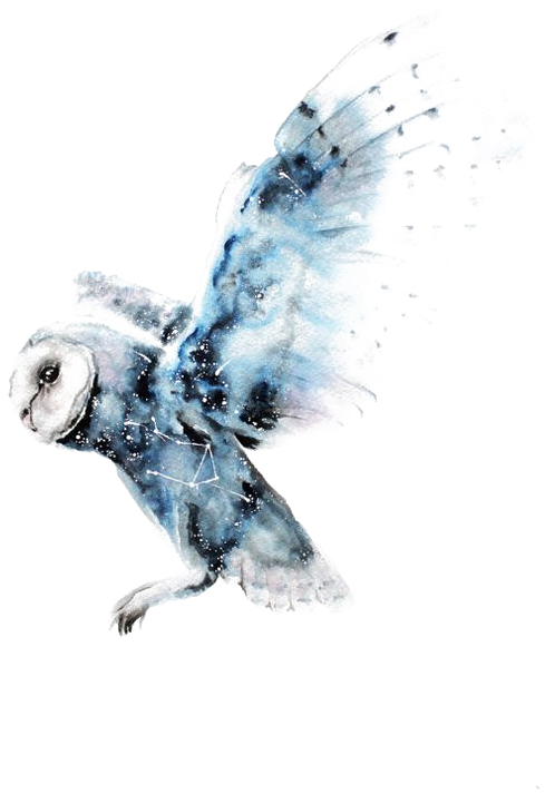 Owl Watercolor Painting Harry Potter Art Drawing - Watercolor Owl Transparent (564x797)