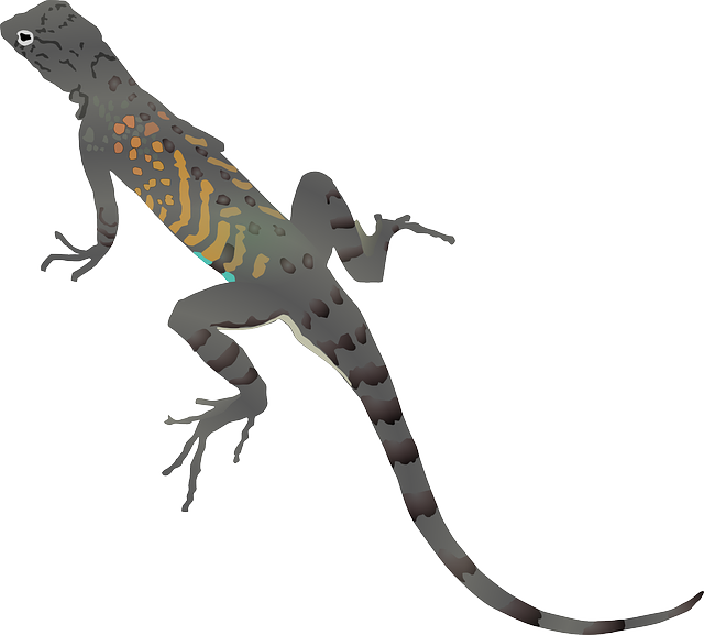 Cartoon Dragon Drawing Lizard Gecko Dragon Animal Drawing - Desert Lizard Clipart (640x577)