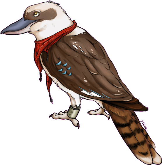 The Kookaburra First Try With Drawing Tablet By X-mlice - Drawing (800x600)