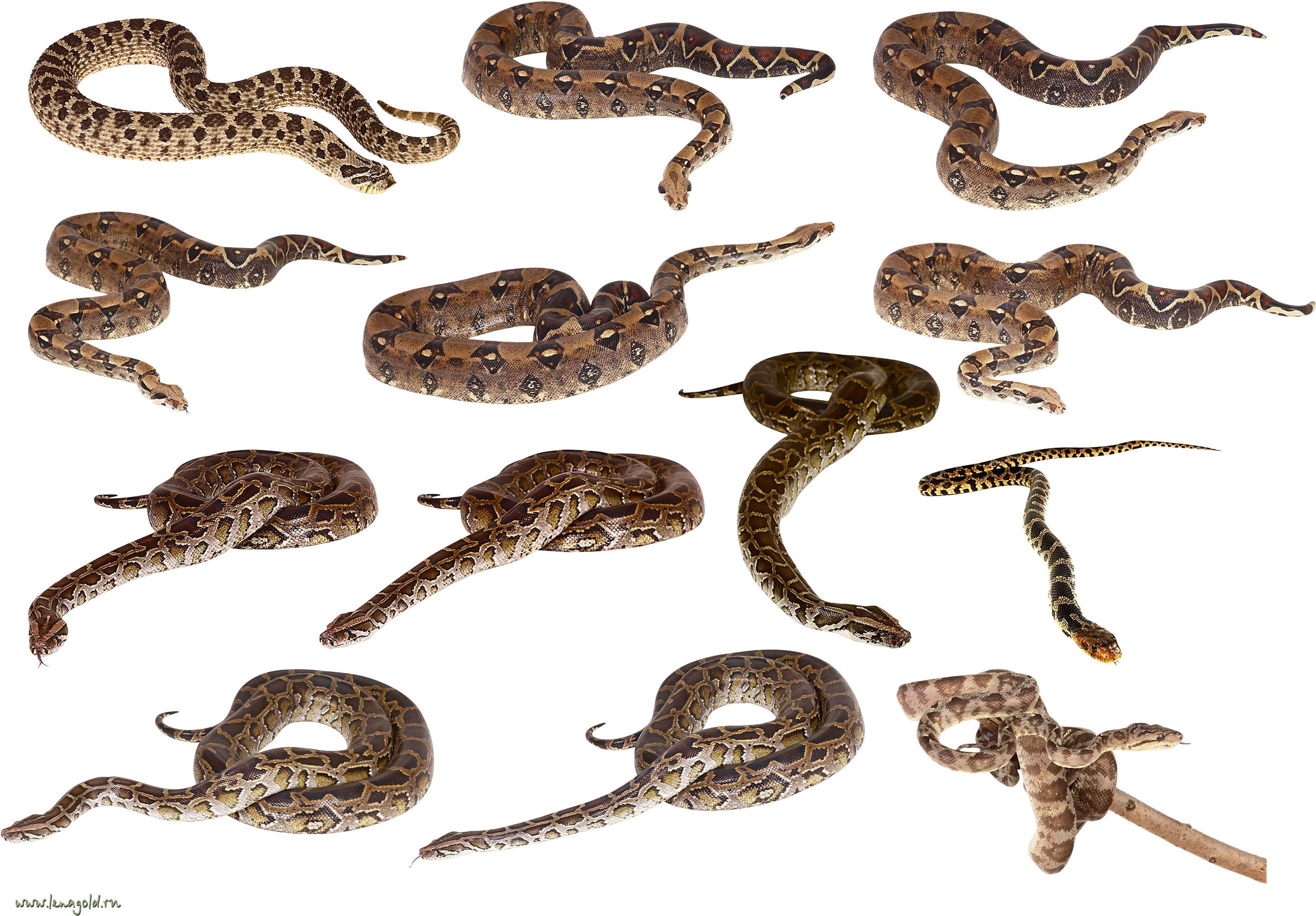 Snake 2 Clip Art - Snake Clip Art (2728x1913)