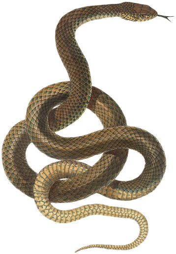 Snake Cliparts Silhouette 14, - Brown Tree Snake No Background (493x720)