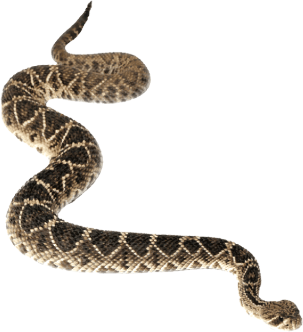 Graphic Design - Transparent Background Snake Transparent (640x687)