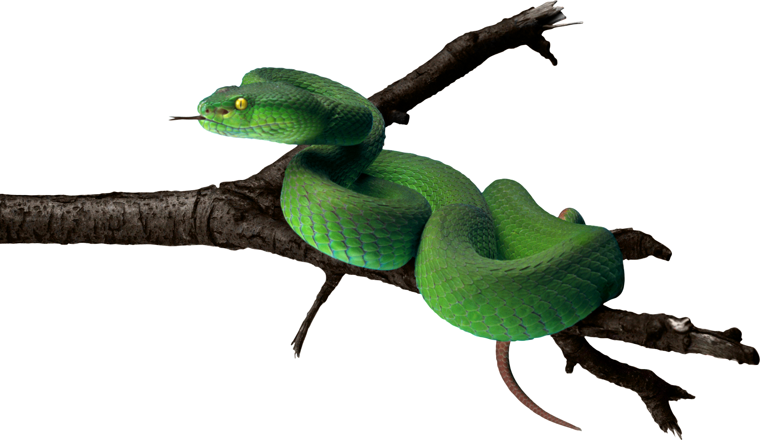 Tree Snake Clipart Snake Tongue - Green Snake Png (2589x1501)