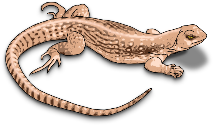 Brown Lizard Clipart - Lizard Images Clip Art (800x459)
