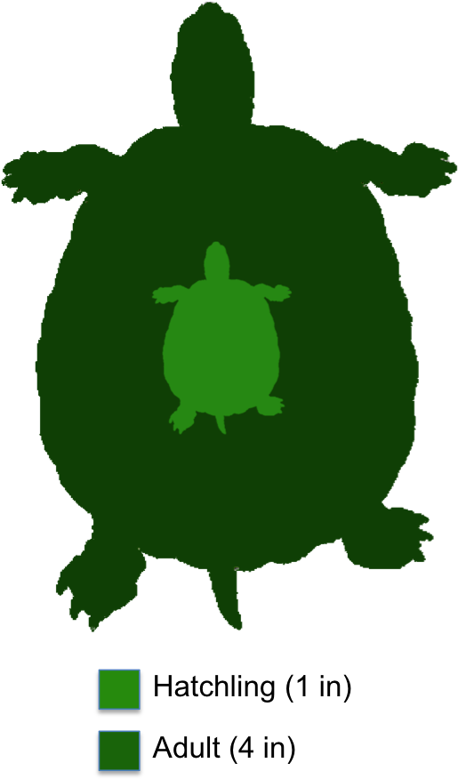 Mud Sea Turtle Clipart - Adult Bog Turtle (521x877)