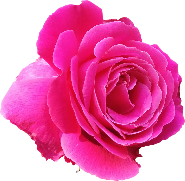 Rose Png 4, Buy Clip Art - Pink Rose Clip Art (738x720)