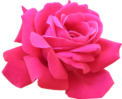The Community For Graphics Enthusiasts - Pink Rose Flower Png (400x324)