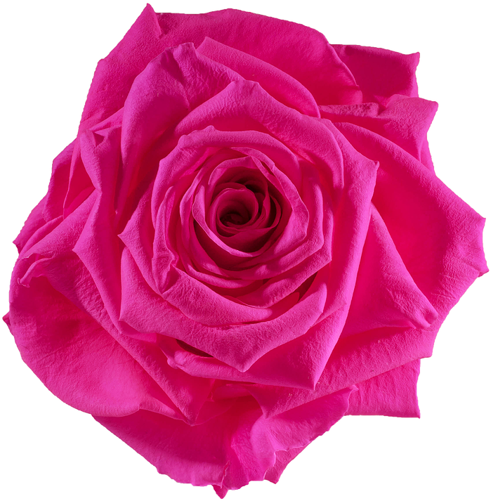 Pink Rose Clipart Png - Rose (738x738)