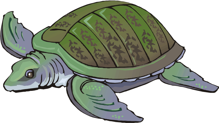 Swimming Turtle - Water Turtle Clipart (750x424)