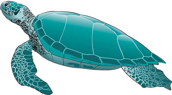 Sea Turtle, Green Turtle, Turtle - Green Turtle (602x340)