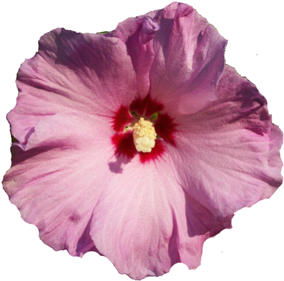 Pink Rose Of Sharon Flower Clipart - Rose Of Sharon Flower (417x407)
