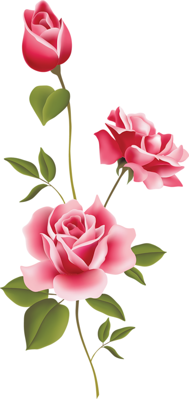 Pink Rose Clipart - Rose Vector (379x800)