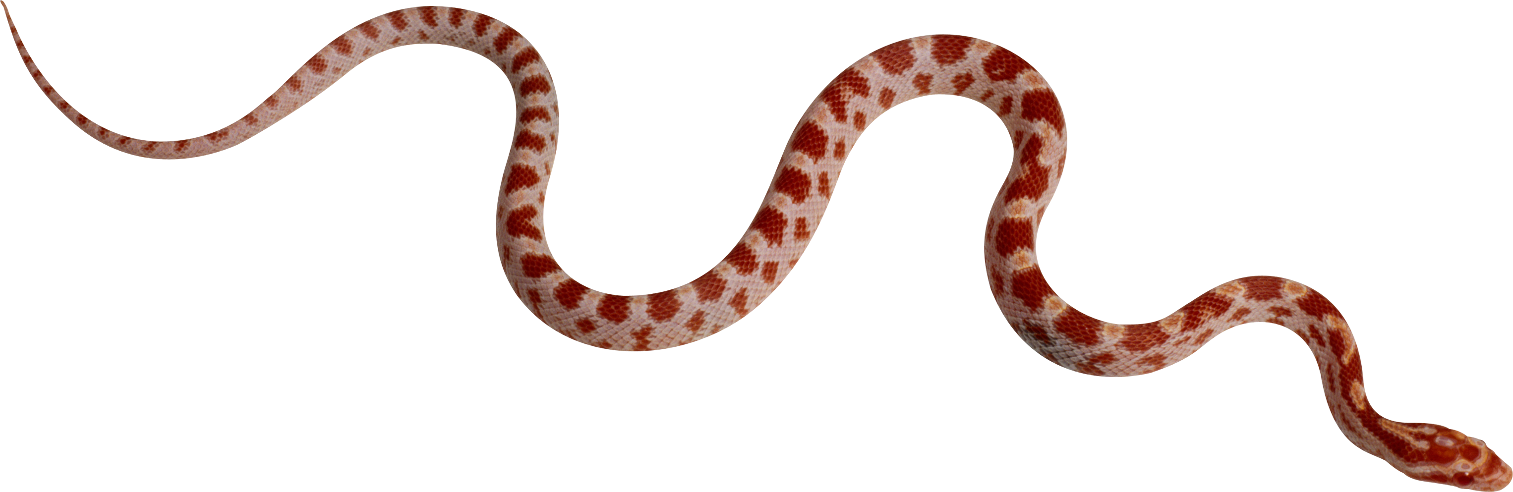 Smooth Like A Like A Snake (3052x993)