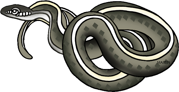Garter Snake Clipart - Garter Snake Clipart (648x337)