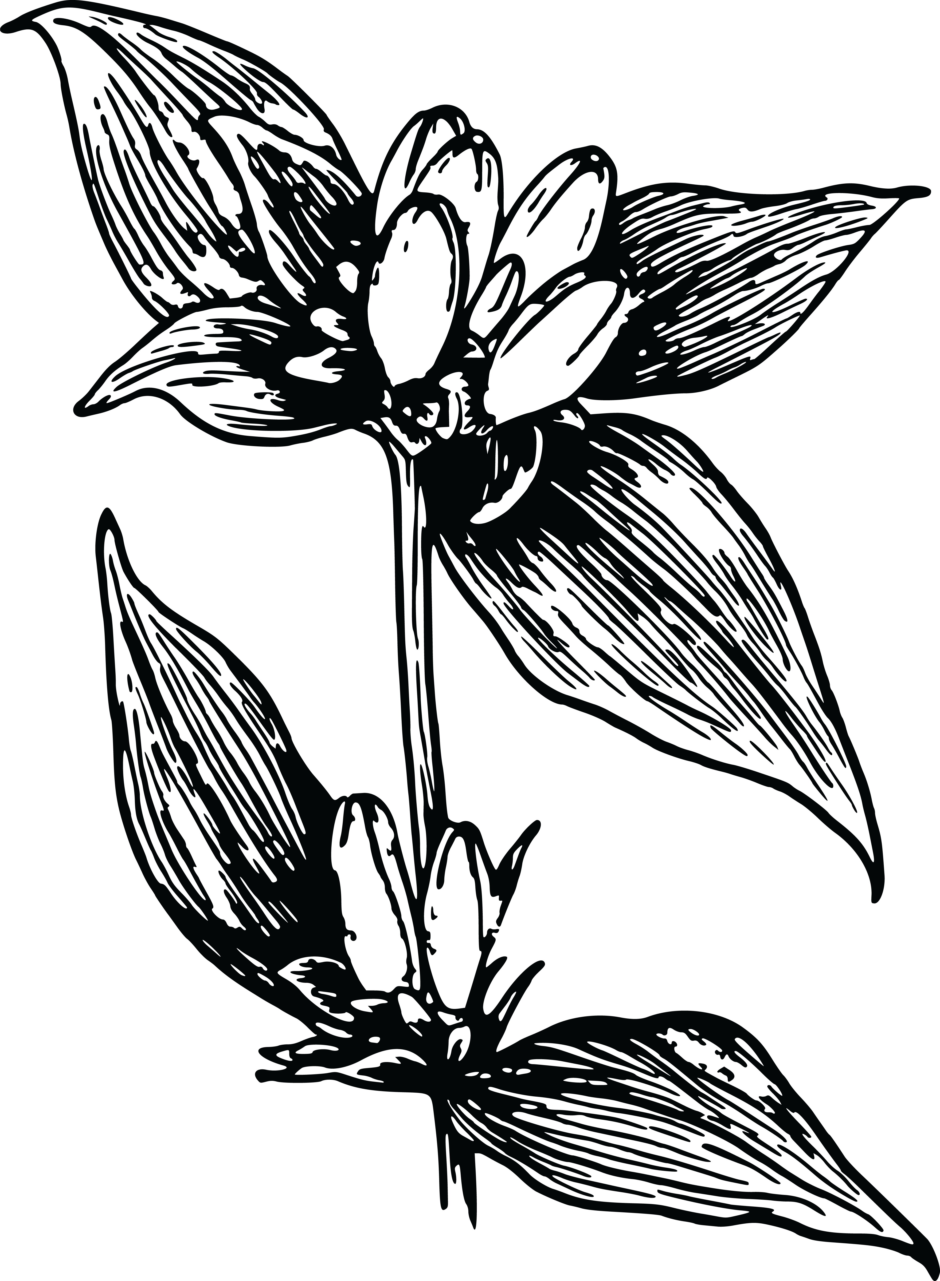 Free Clipart Images - Genziana Png (4000x5447)