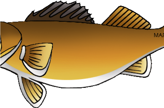Walleye Cliparts - Walleye Cliparts (640x480)