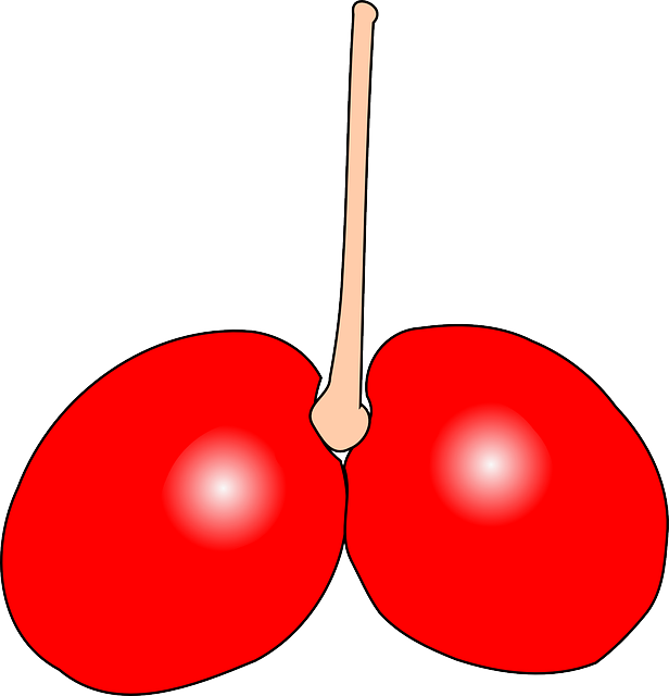 Fruit, Double, Cherry, Plant, Eat, Eating - Cherry (616x640)