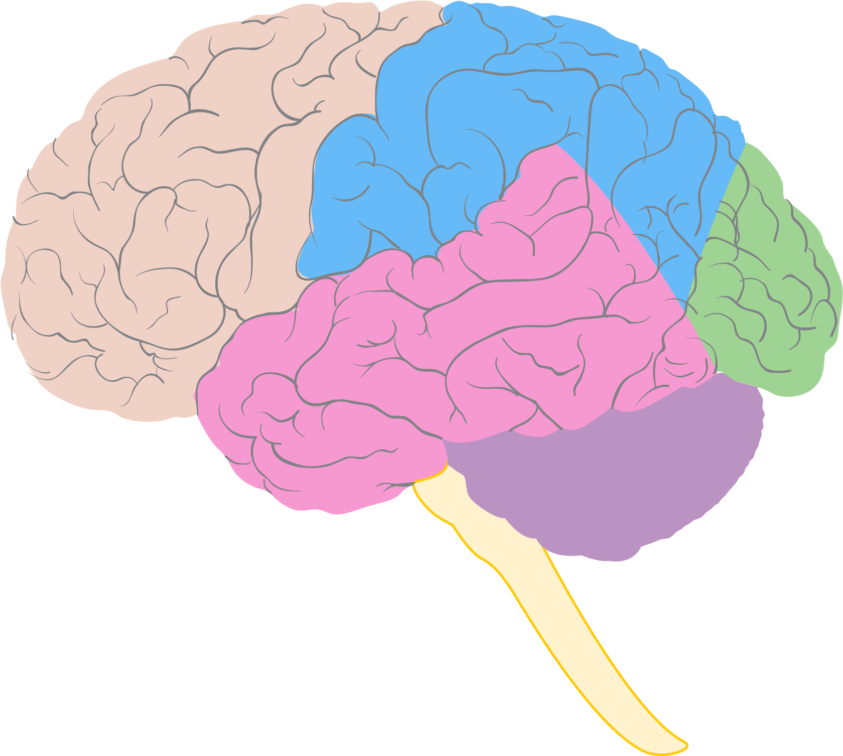 Blank Brain Diagram - Blank Brain Lobes Diagram (2000x1804)