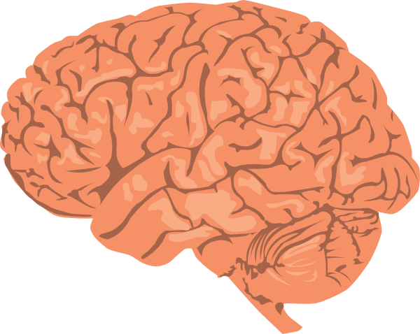 Small - Brain Png (600x478)