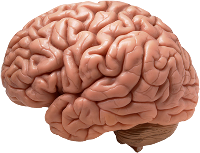 Brain's Cravings - Brain Png (500x314)