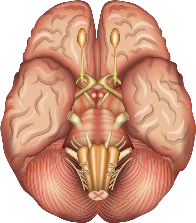 Human Brain Anatomy Sagittal Plane Pituitary Gland - Brain Base (904x1000)