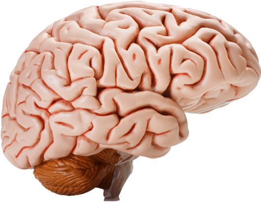 Brain Transparent Background - Human Brain (550x447)