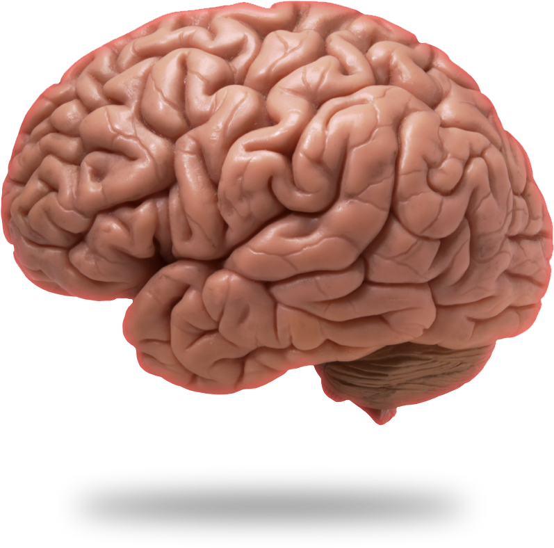 Brain Png Image - Brain Wave: Basics Of Brain [book] (990x900)
