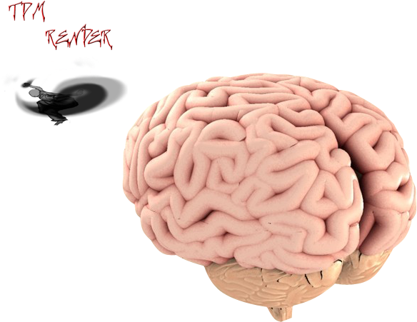Brain Render 2 By Akumatataka - Brain Render Png (600x450)