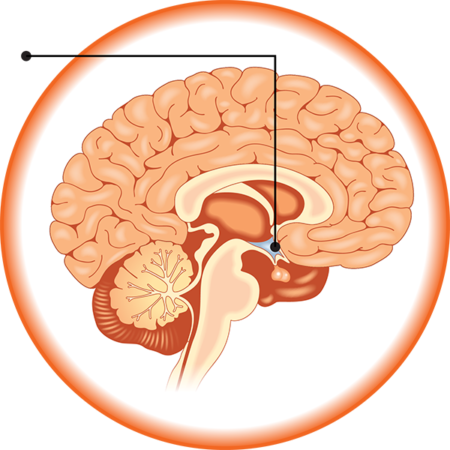 Curcumin Also Increases Brain Derived Neurotrophic - Pituitary Human Body (450x450)