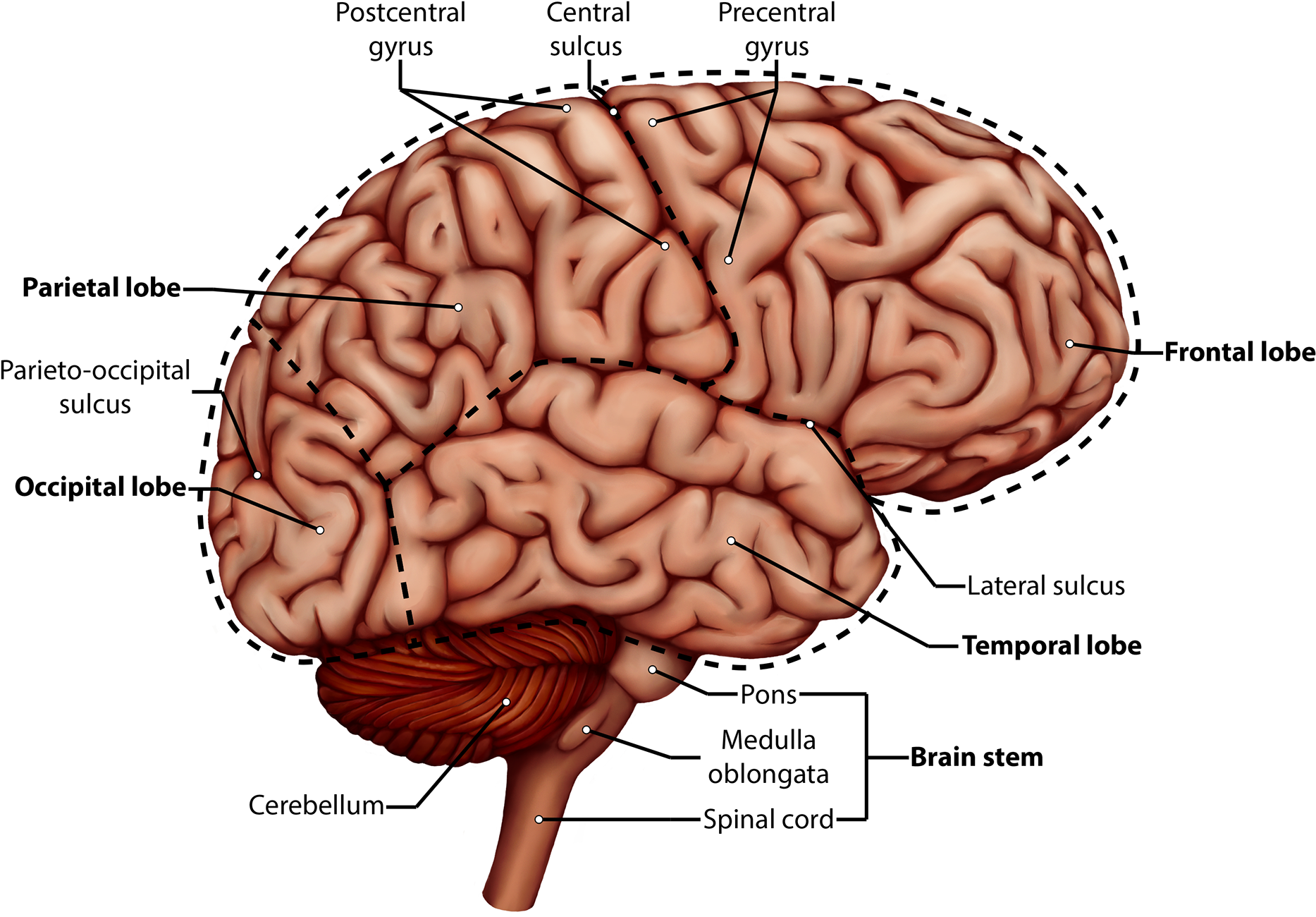 Side View And Sagittal Cuts Of The Human Brain And - Brain (1920x1325)