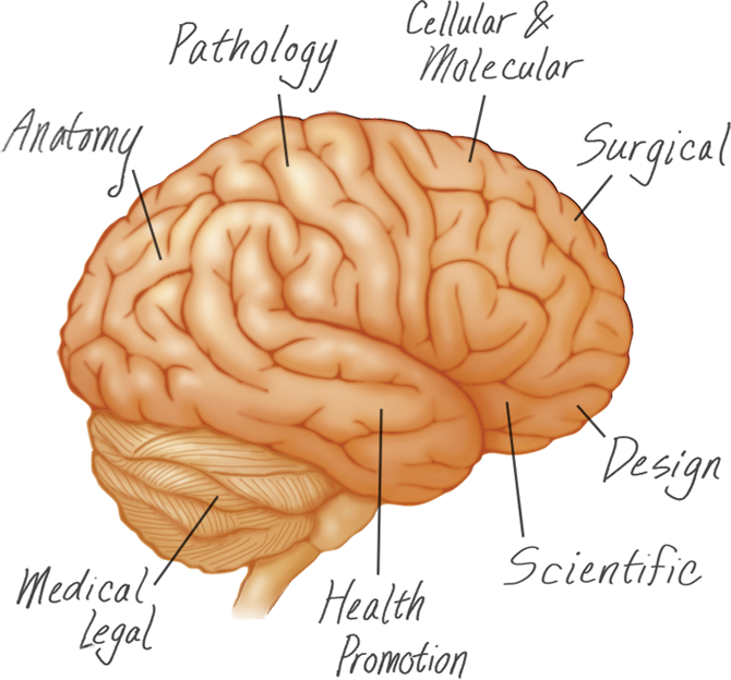 Brain - Regions Of The Brain (670x624)