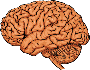 Dead Brain - Prefrontal Cortex (500x300)